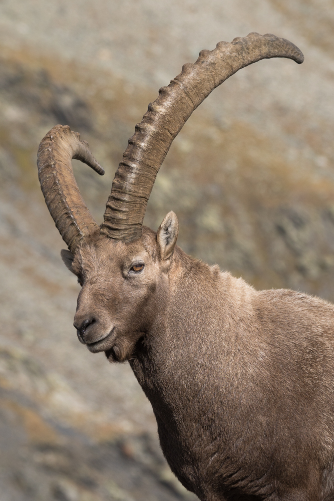 Portrait di montagna