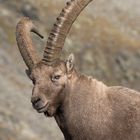 Portrait di montagna