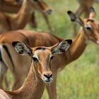 Portrait d'impalas