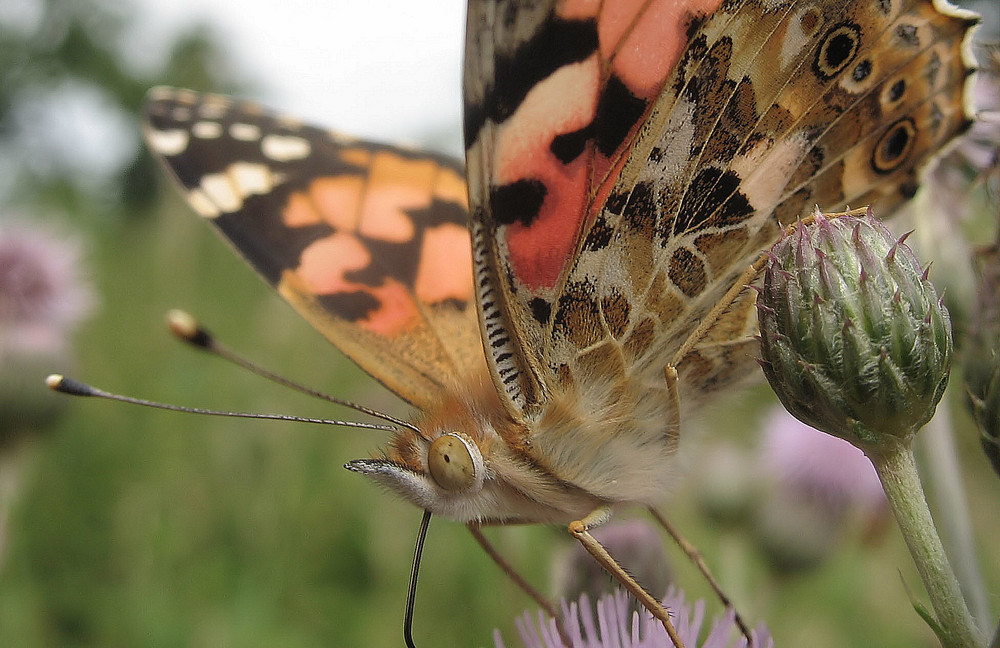 Portrait Distelfalter