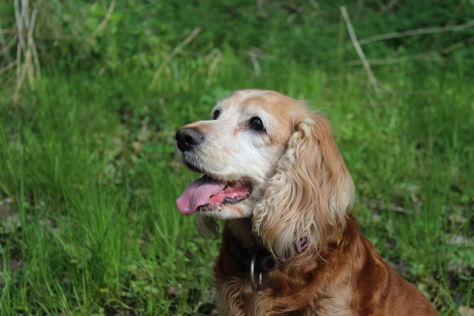 Portrait Dog