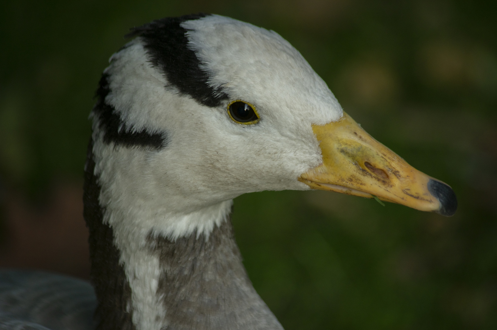 Portrait d'oie (Anser indicus, oie à tête barrée)