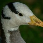 Portrait d'oie (Anser indicus, oie à tête barrée)