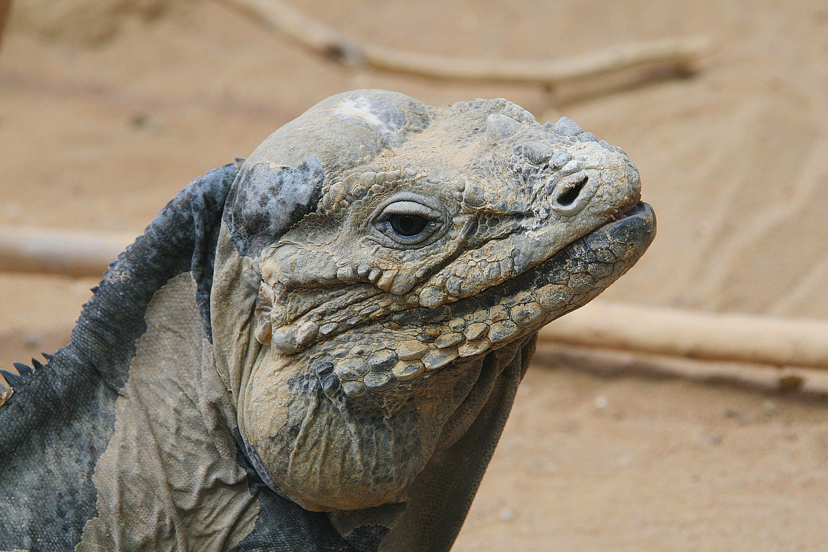 Portrait - Drachenleguan