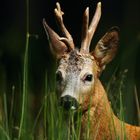 portrait du chevreuil 