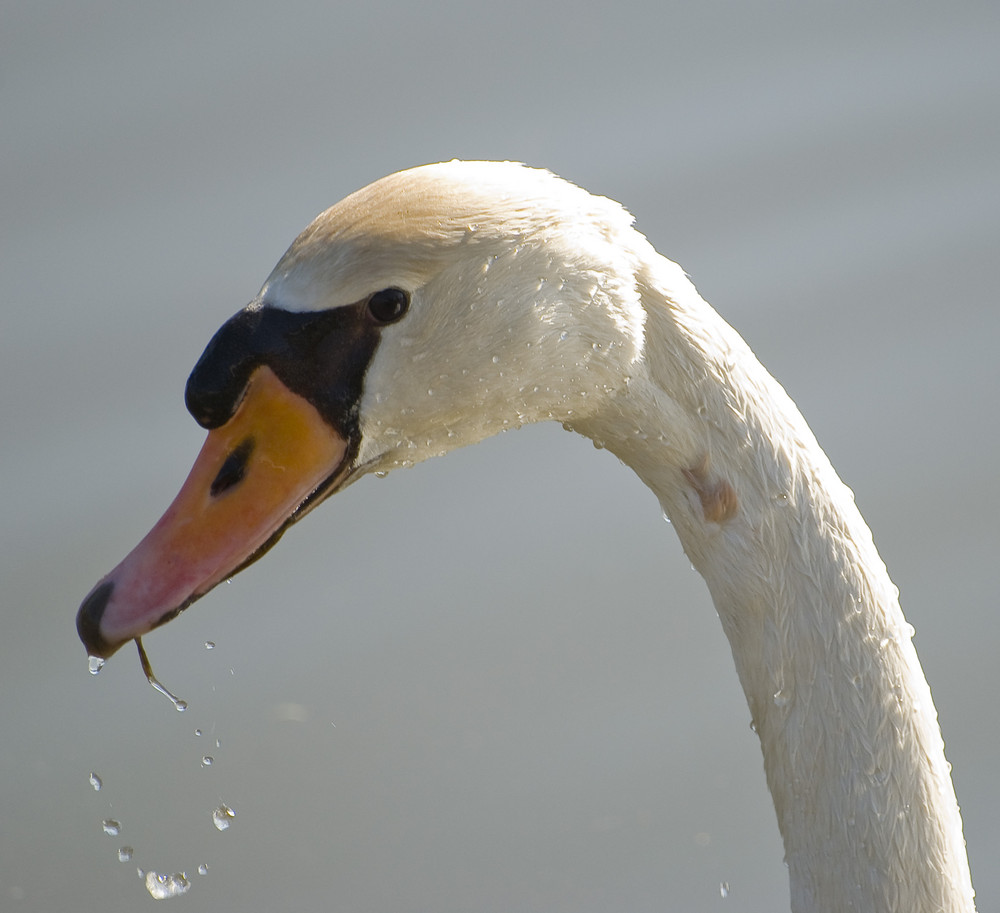 Portrait du cygne