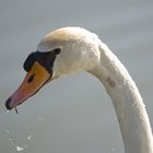 Portrait du cygne