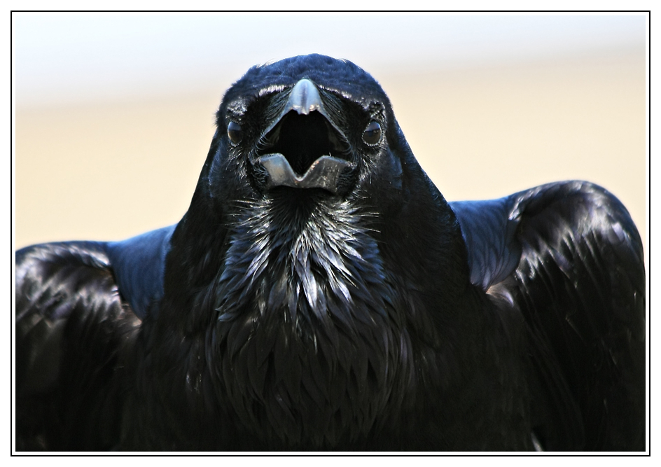 Portrait du grand corbeau