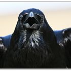 Portrait du grand corbeau