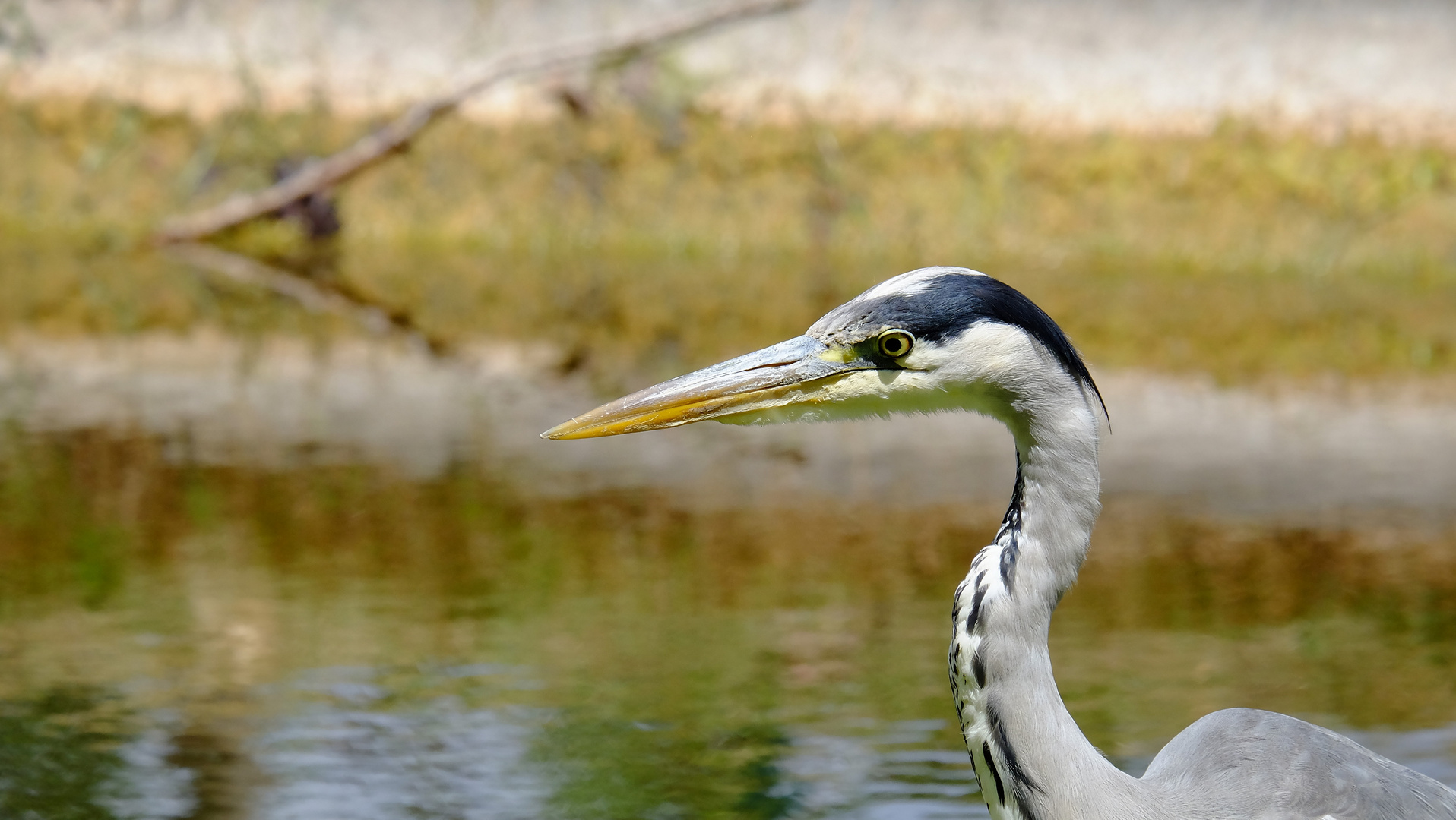 portrait du Héron 