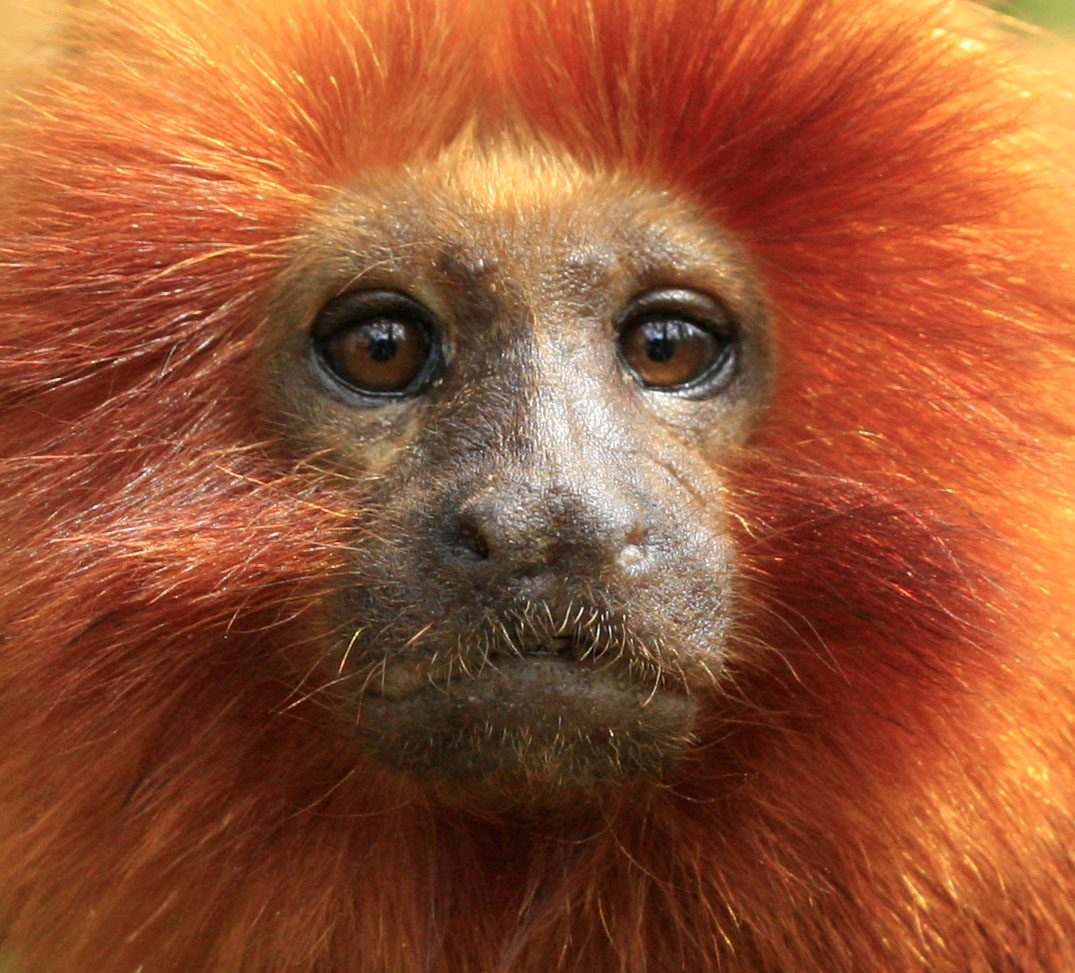 portrait du singe lion