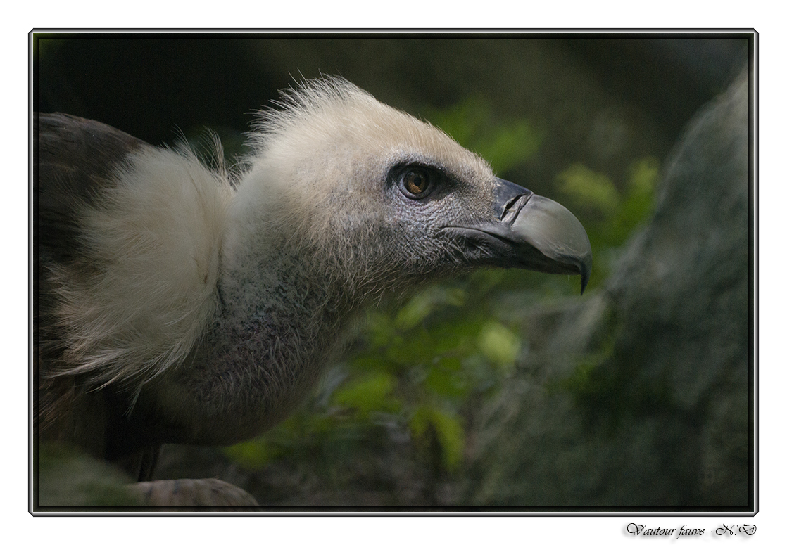 Portrait du vautour fauve !!