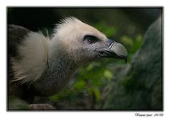Portrait du vautour fauve !!