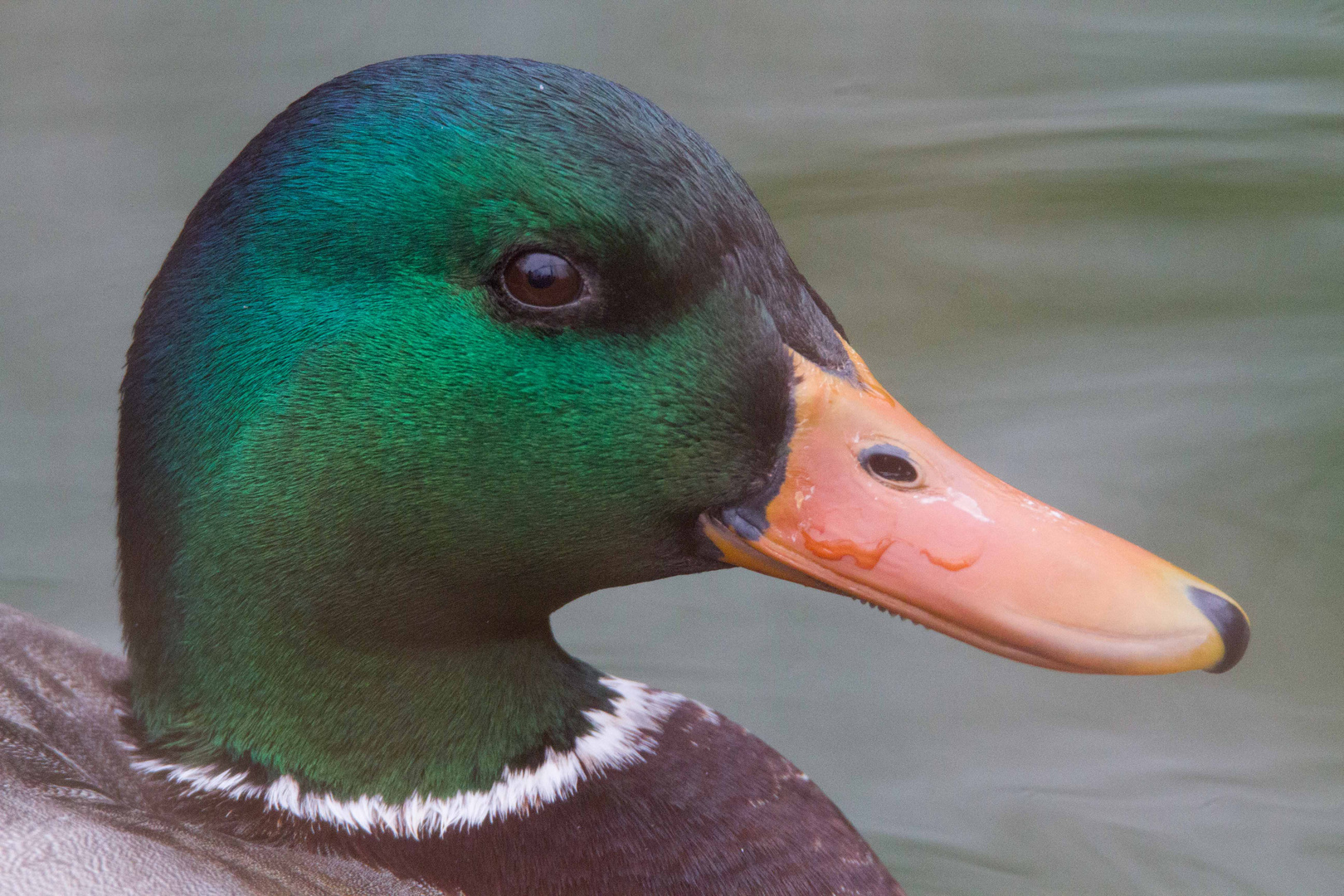 Portrait Duck