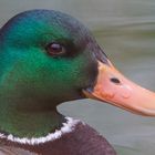 Portrait Duck