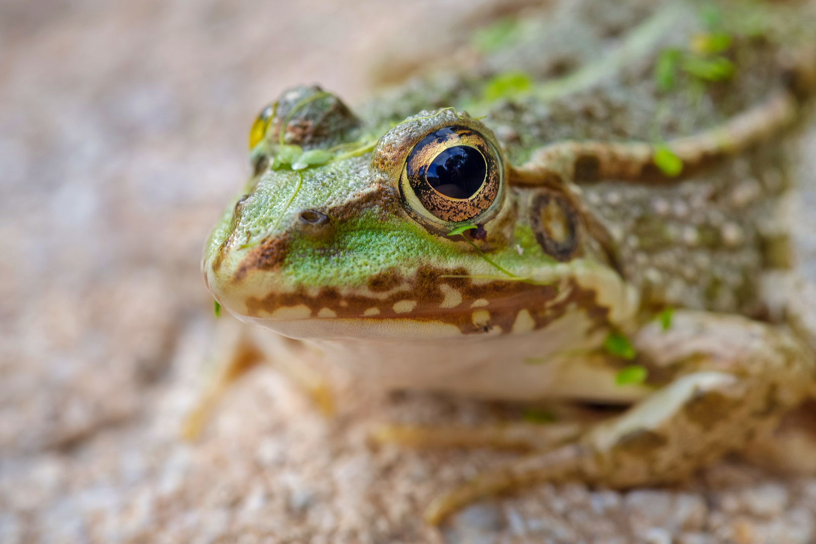 Portrait d'un amphibien.