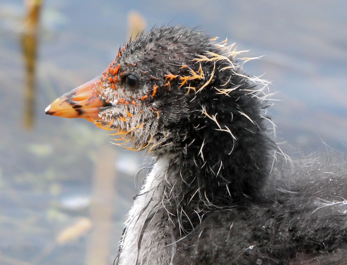 Portrait d'un bébé foulque