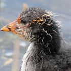 Portrait d'un bébé foulque