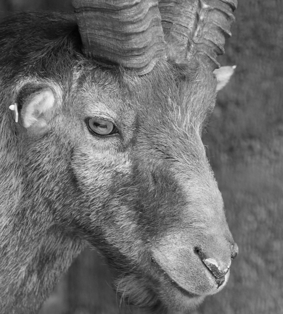 portrait d'un bouquetin