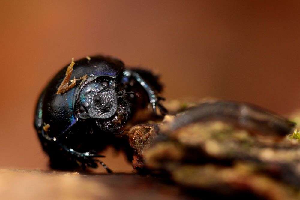 Portrait d'un Bousier