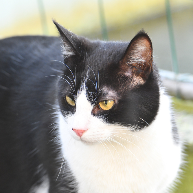 Portrait d'un chat... qui fait fuir mes oiseaux