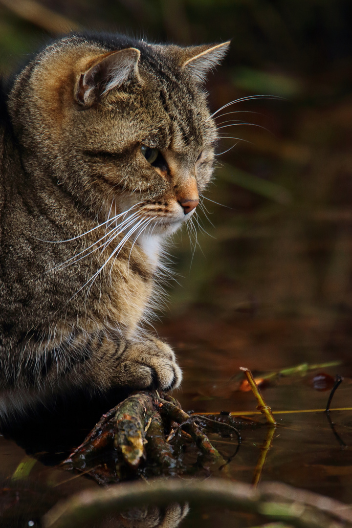 portrait d'un chat tranquille 