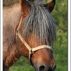 Portrait d'un cheval Ardennais