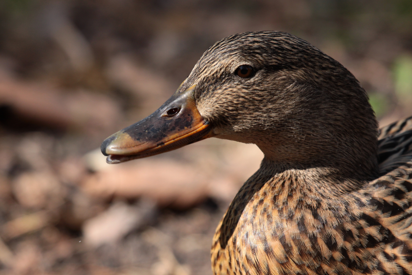 Portrait d'un Colvert Femelle