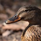 Portrait d'un Colvert Femelle