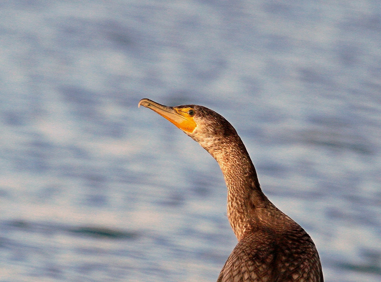 portrait d'un comoran