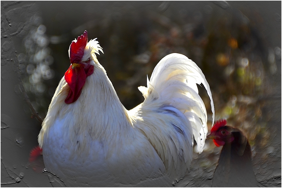 * portrait d'un coq *