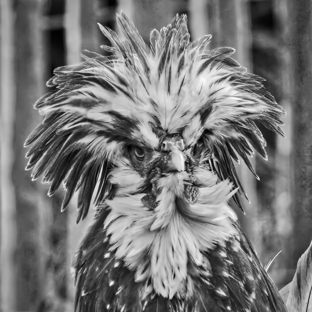 Portrait d'un coq Padoue chamoisé.