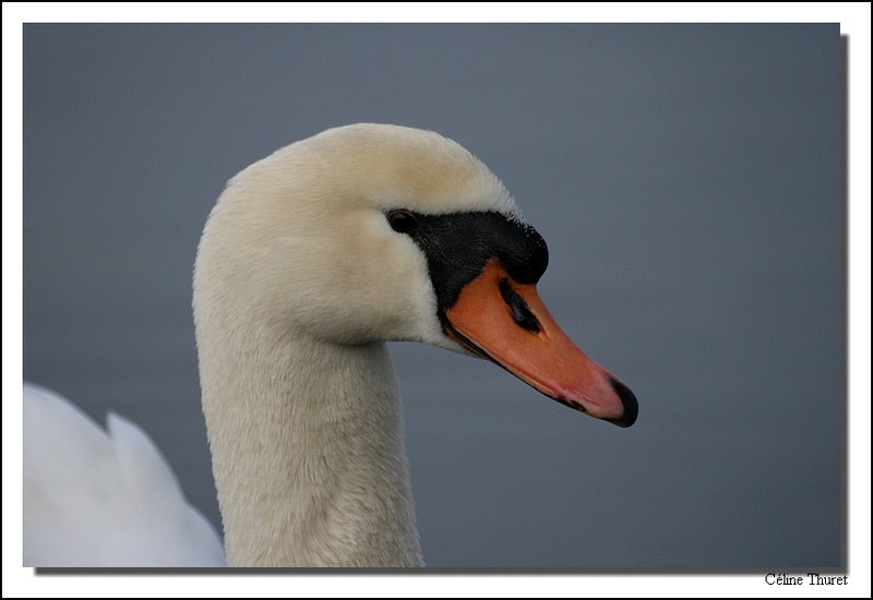 Portrait d'un cygne