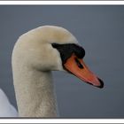 Portrait d'un cygne