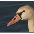 Portrait d'un cygne