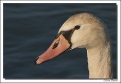 Portrait d'un cygne