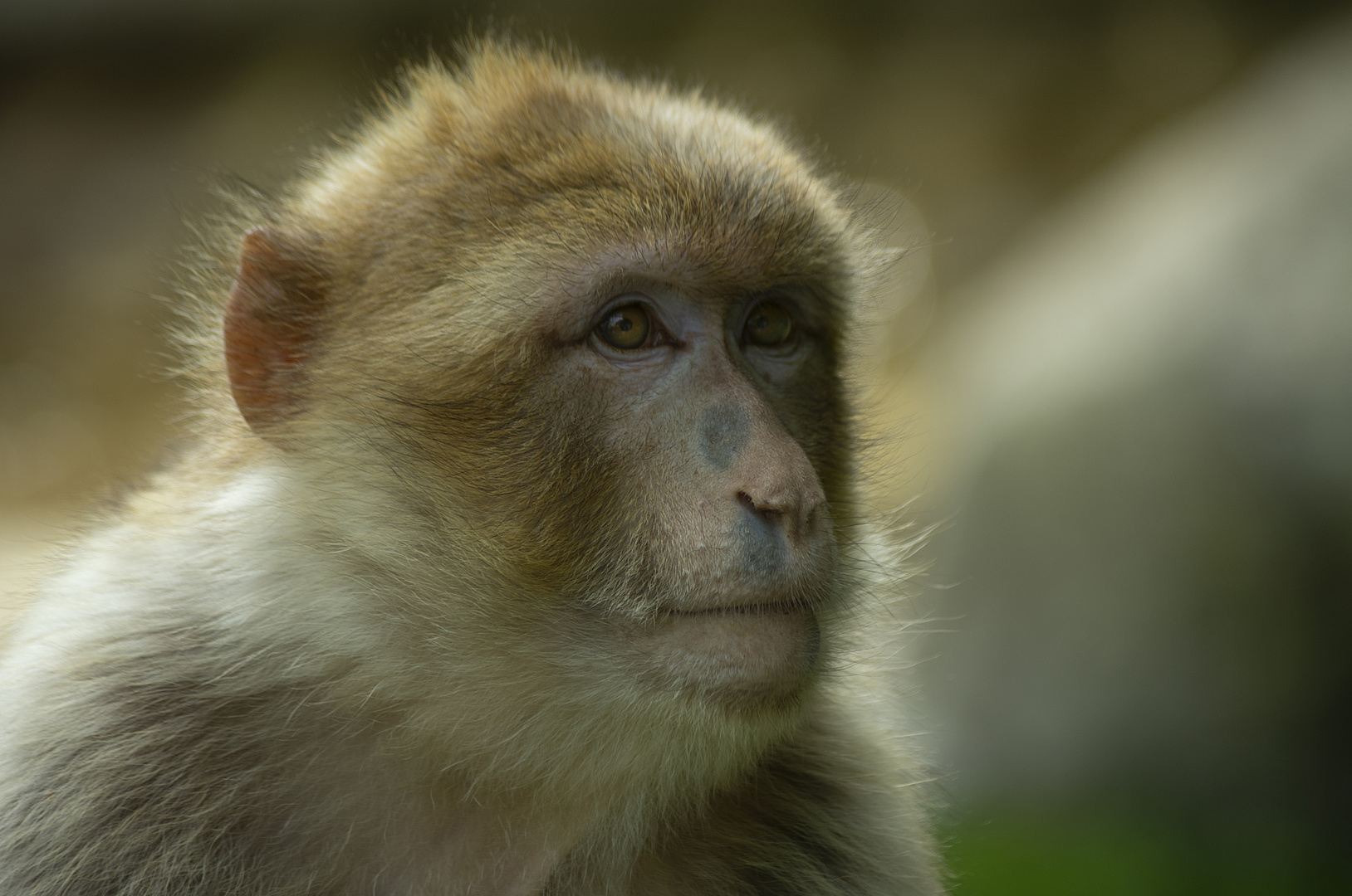 Portrait d'un de nos cousins (Macaca sylvanus, macaque de Barbarie)