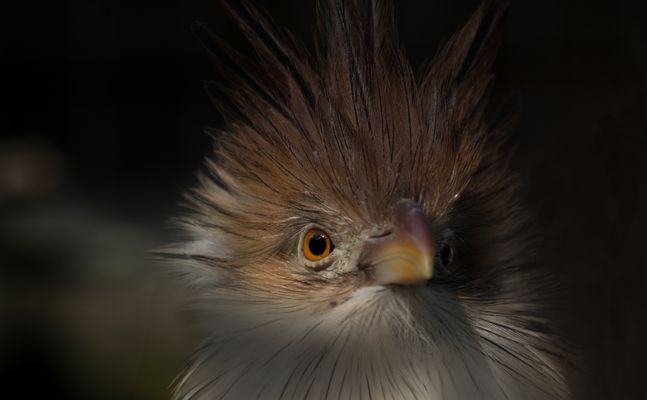 Portrait d'un drôle d'oiseau (Guira guira, guira cantara)