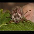 " Portrait d'un hanneton breton dans mon jardin "