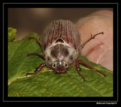 " Portrait d'un hanneton breton dans mon jardin "