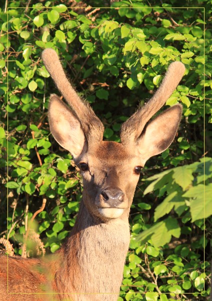 portrait d'un jeune cerf au soleil couchant