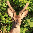 portrait d'un jeune cerf au soleil couchant