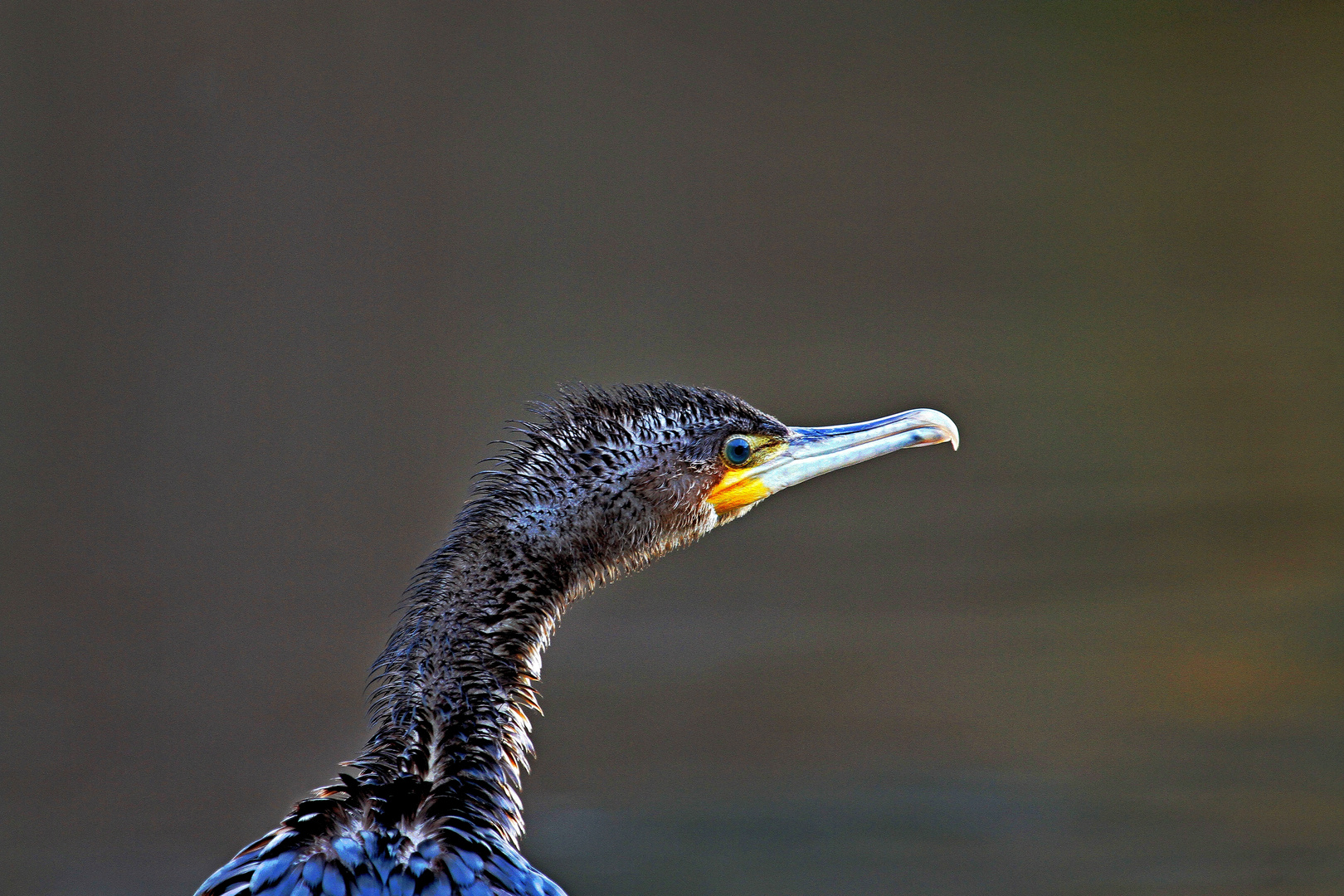 portrait d'un jeune cormoran