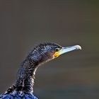 portrait d'un jeune cormoran