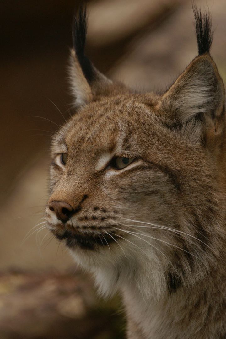 Portrait d'un Linx