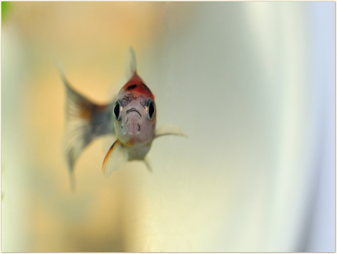 Portrait d'un poisson rouge