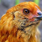 portrait d'un poulet