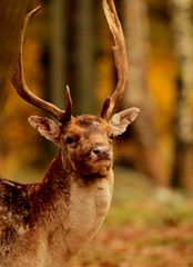 Portrait d'un Prince