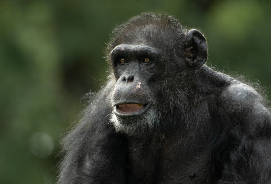 Portrait d'un proche cousin (Pan troglodytes, chimpanzé)