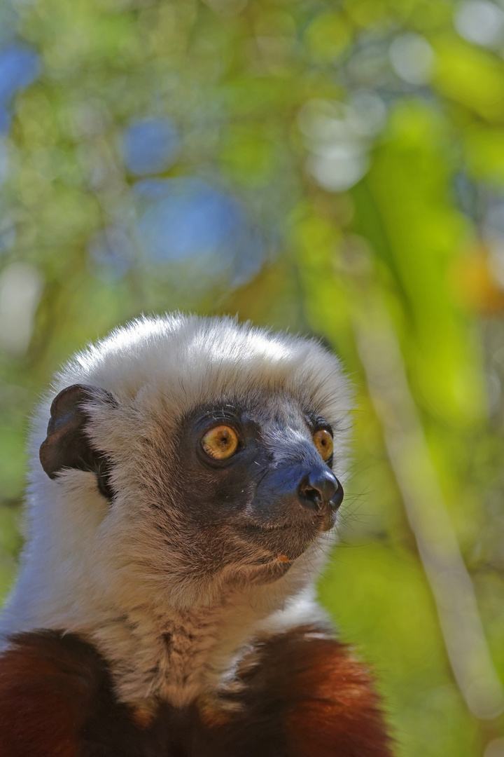 Portrait d'un propithèque de Coquerel